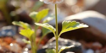 Dividend Reinvestment Plans (DRIPs): Grow Your Investments - Cover Image